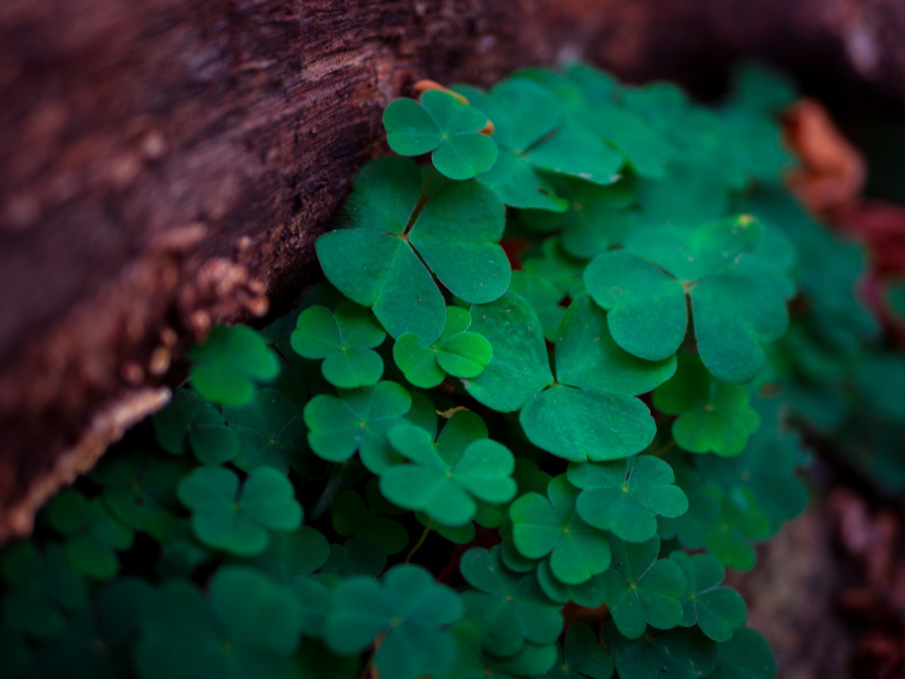 clovers